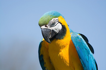 Image showing Blue-and-Yellow Macaw (Ara ararauna)