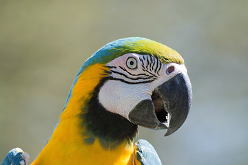Image showing Blue-and-Yellow Macaw (Ara ararauna)