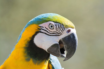 Image showing Blue-and-Yellow Macaw (Ara ararauna)