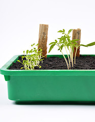 Image showing Different seedlings being cultivated