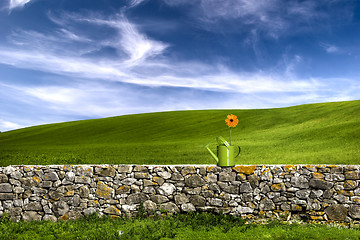 Image showing Flower in the green land