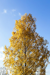 Image showing yellow foliage, autumn