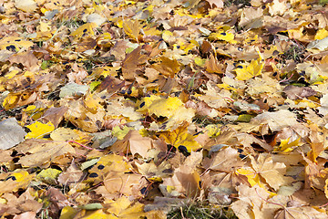 Image showing leaves of the trees,