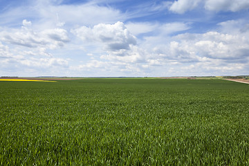 Image showing field in spring