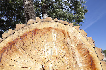 Image showing cut down a tree, close-up