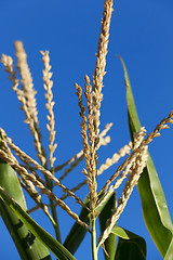 Image showing Field with corn