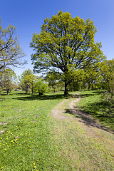 Image showing Spring road , countryside