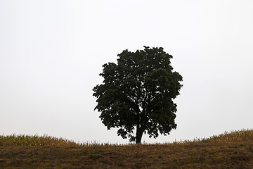 Image showing tree in the field