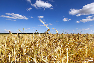 Image showing ripe yellow cereals