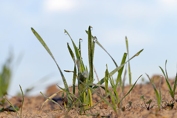 Image showing young grass plants, close-up