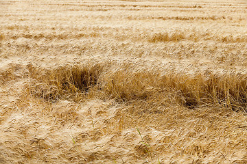 Image showing ripe yellow cereals