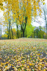 Image showing autumn in the park