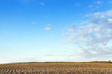 Image showing harvested mature corn