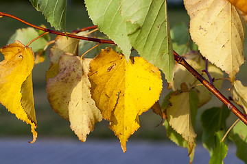 Image showing yellowing leaves on the trees