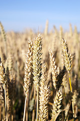 Image showing ripe yellow cereals