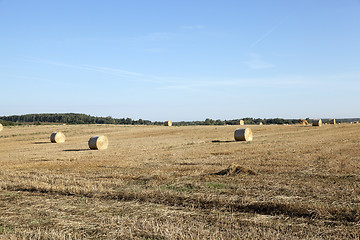 Image showing haystacks in a field of straw