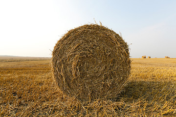 Image showing haystacks in a field of straw