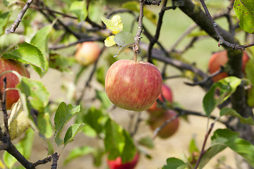 Image showing Apple on a branch