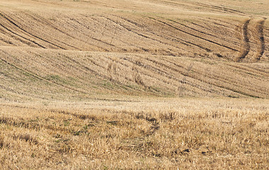 Image showing agricultural field, cereals