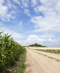 Image showing Field with corn