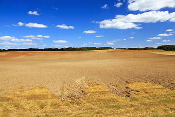 Image showing harvesting cereals , Agriculture