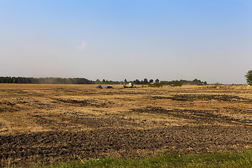 Image showing farm field cereals