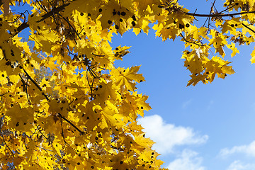 Image showing yellow foliage, autumn