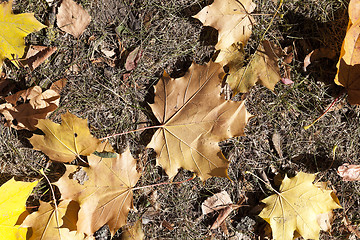 Image showing The fallen to the ground