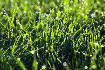 Image showing young grass plants, close-up