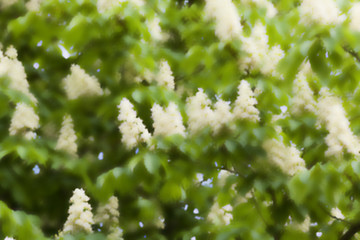 Image showing blooming chestnut tree in the spring