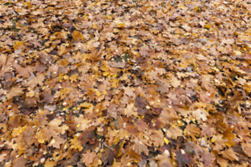 Image showing Autumn Park, overcast