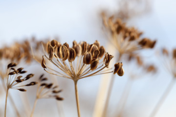 Image showing mature dill close-up