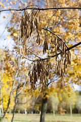 Image showing maple seeds fall