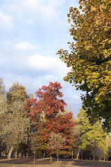 Image showing leaves on trees, autumn