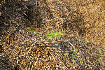 Image showing wheat germ, sprout