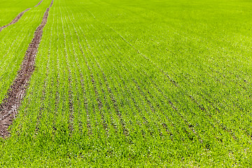 Image showing Agriculture. cereals. Spring