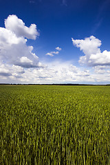 Image showing wheat grows young