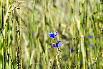 Image showing cornflowers on the field