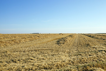 Image showing agricultural field with cereal