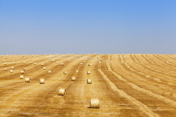 Image showing harvest of cereals