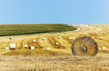 Image showing stack of straw in the field