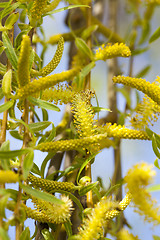 Image showing willow trees in the spring