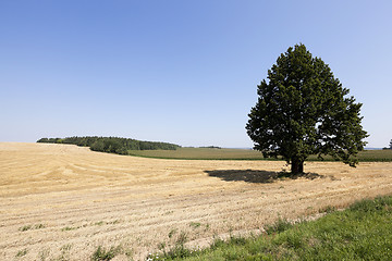 Image showing farm field cereals