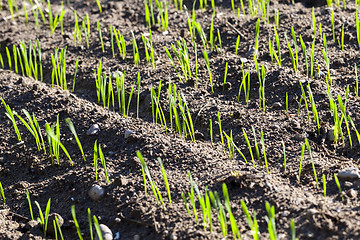 Image showing young sprouts of wheat