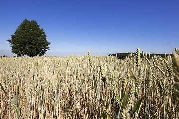 Image showing wheat field, tree