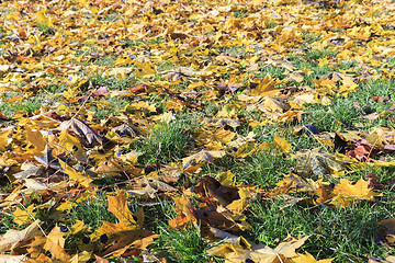 Image showing autumn foliage , trees,