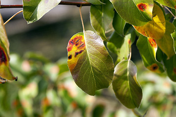 Image showing pear foliage in autumn