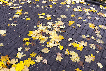 Image showing leaves on the sidewalk, autumn