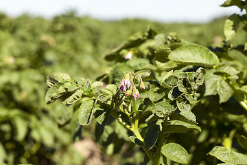 Image showing Field with potato