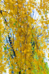 Image showing autumn in the park